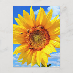 Carte postale d'été avec tournesol