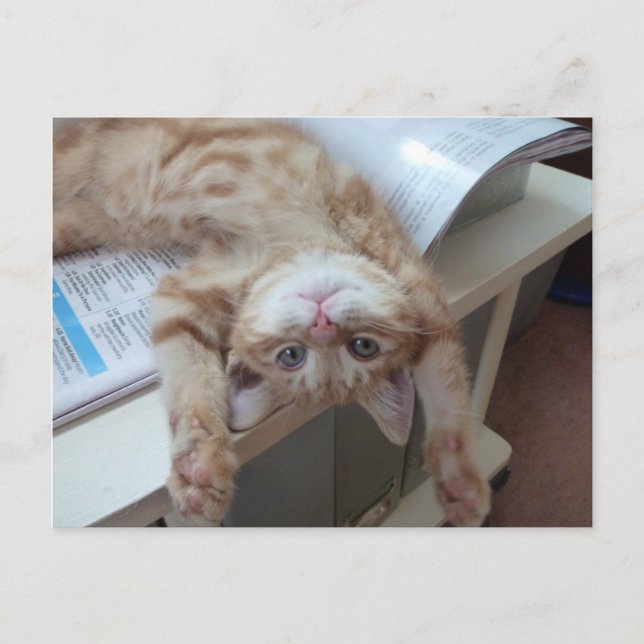 Carte Postale Détente de Kitty (Devant)