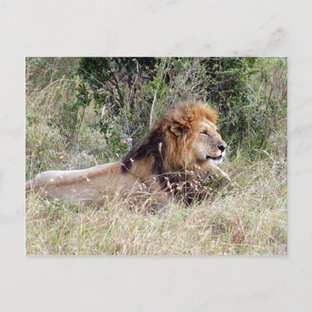 Carte Postale détente du lion (Devant)