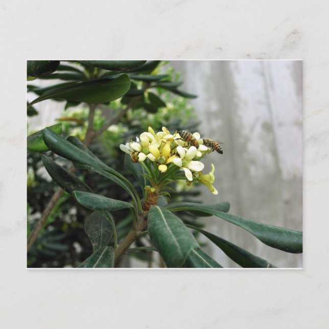 Carte Postale Deux abeilles (Devant)