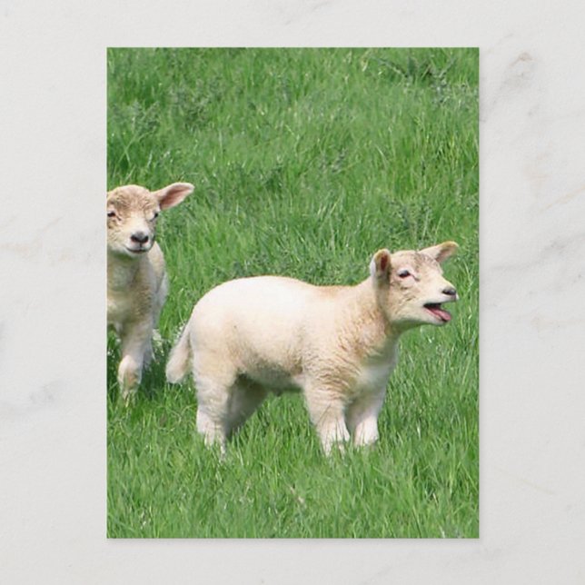 Carte Postale Deux agneaux (Devant)