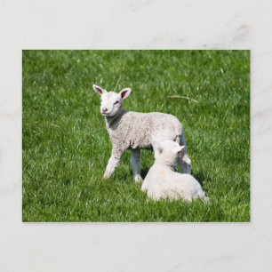Carte Postale Deux agneaux dans le pâturage