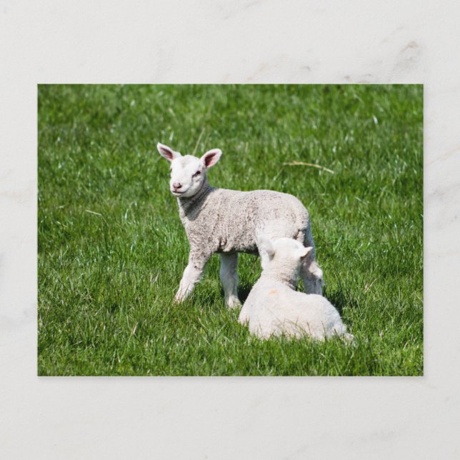 Carte Postale Deux agneaux dans le pâturage (Devant)