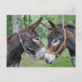 Carte Postale Deux ânes sympathiques