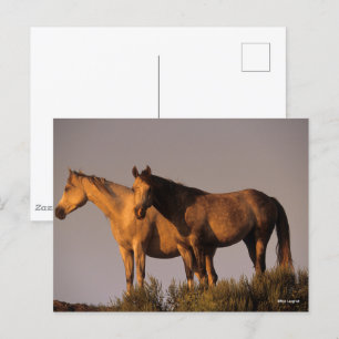 Carte Postale Deux Arabes se rassemblent Le Soir Lumière