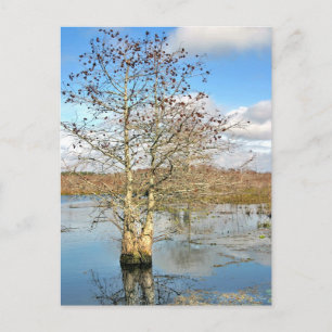 Carte postale : Deux arbres en un