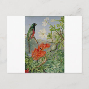 Carte Postale Deux arbustes à fleurs du Natal et un Trogon