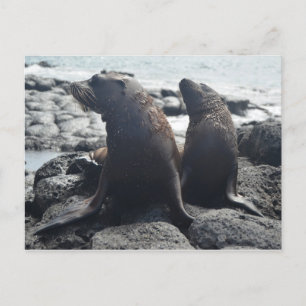 Carte Postale Deux bébés phoques
