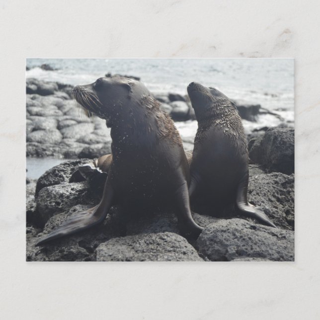 Carte Postale Deux bébés phoques (Devant)
