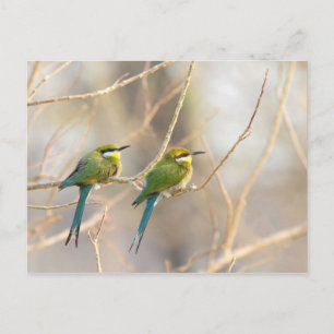 Carte Postale Deux Bee-eaters