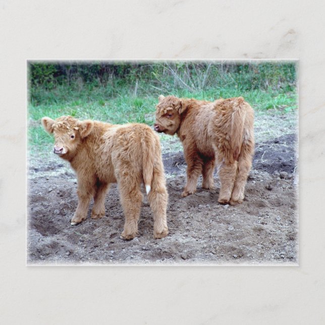 Carte Postale Deux belles queues ! (Devant)