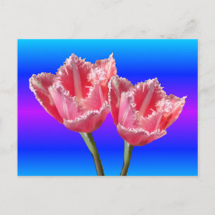 Carte Postale Deux Belles Tulipes Roses Bleues BG do-it-yourself
