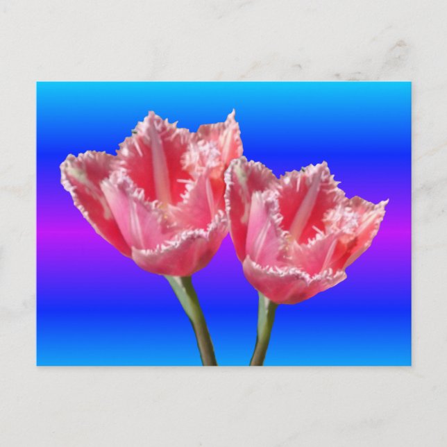 Carte Postale Deux Belles Tulipes Roses Bleues BG do-it-yourself (Devant)