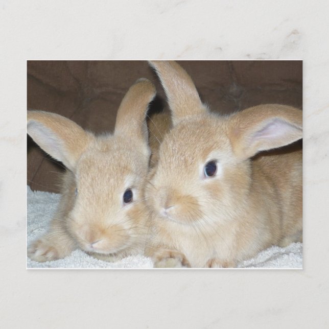Carte Postale Deux Bunnies d'or (Devant)