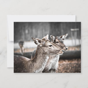 Carte Postale Deux cerfs de Sandbar