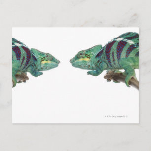Carte Postale Deux Chameleons Panther Nosy Be (Furcifer)