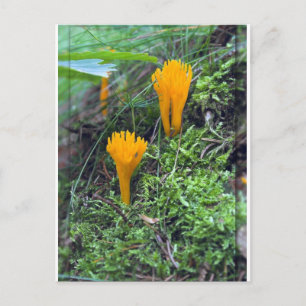 Carte Postale Deux Champignons Fruits Orange Lumineux Sur Moss C
