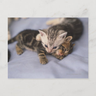 Carte Postale Deux chatons