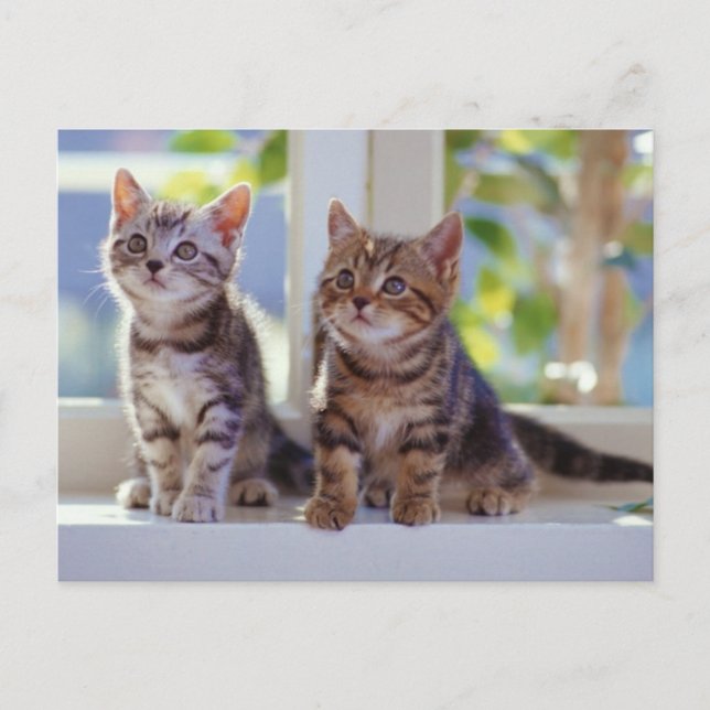 Carte Postale Deux chatons (Devant)