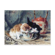 Deux chatons à la fête du thé