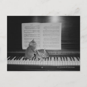 Carte Postale Deux chatons assis sur le clavier du piano par feu