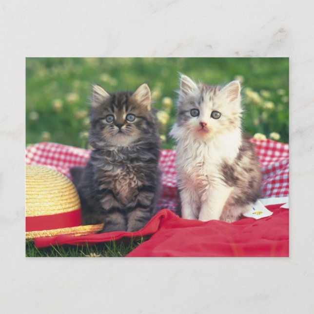 Carte Postale Deux Chatons Assis Sur Une Couverture Rouge (Devant)