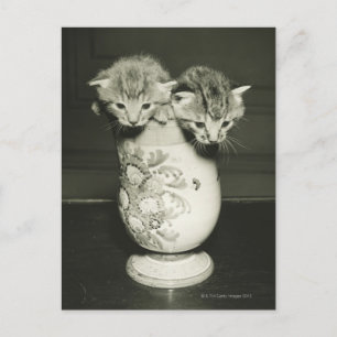 Carte Postale Deux chatons cachés dans le vase, (B&W)