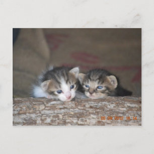 Carte Postale Deux chatons en rondins