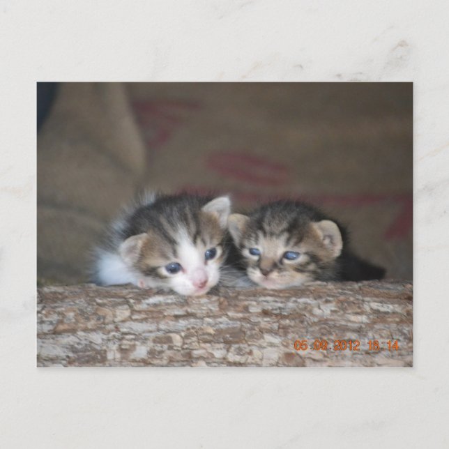 Carte Postale Deux chatons en rondins (Devant)