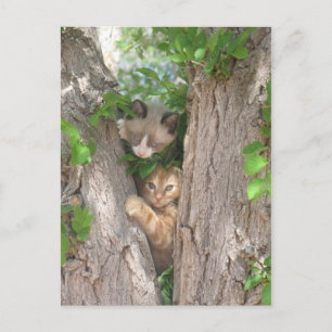 Carte Postale Deux chatons mignons sur un arbre