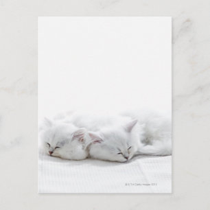 Carte Postale Deux chatons perse