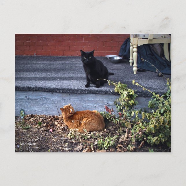 Carte Postale Deux chats dans la cour (Devant)