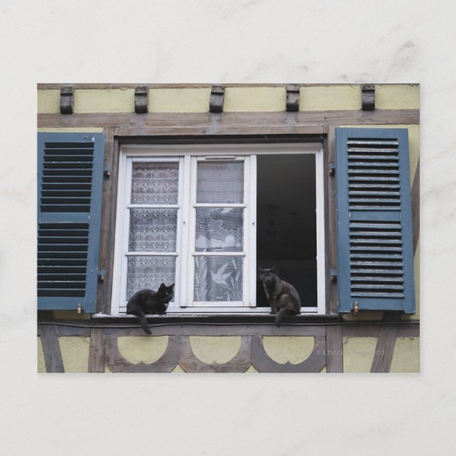 Carte Postale Deux chats noirs à la fenêtre (Devant)
