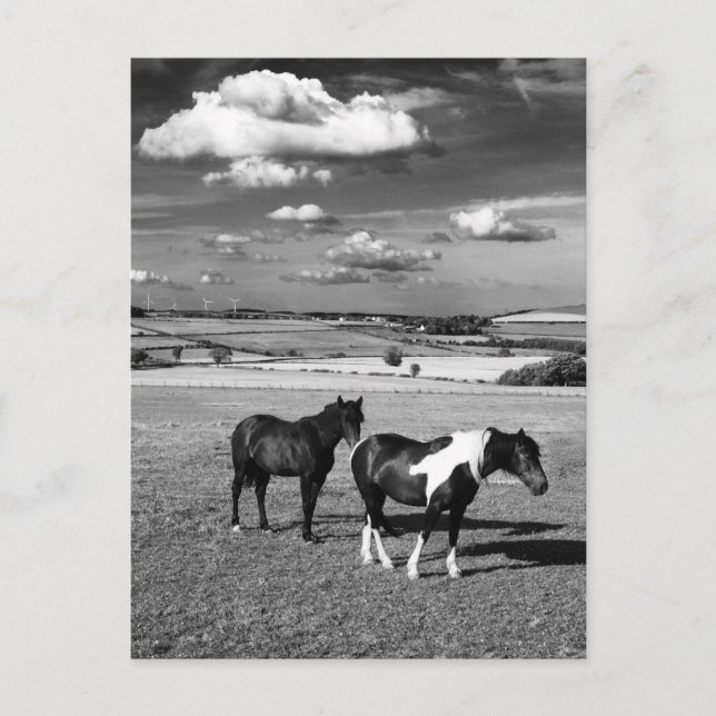 Carte Postale Deux chevaux (Devant)