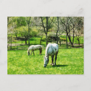 Carte Postale Deux Chevaux blancs