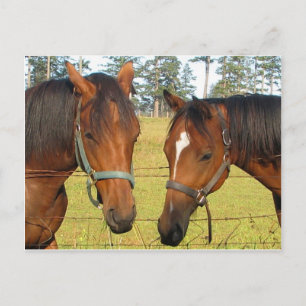 Carte Postale Deux Chevaux Brown Dans Un Champ, Chevaux Réfléchi