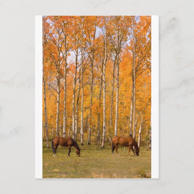 Carte Postale Deux Chevaux De Pâturage En Automne (Devant)