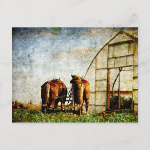 Carte Postale Deux Chevaux Prêts Pour Le Travail