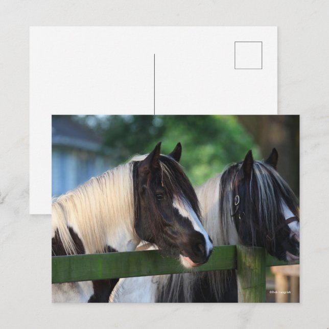 Carte Postale Deux Chevaux Tsiganes À Vannière En Regardant Sur  (Devant / Derrière)