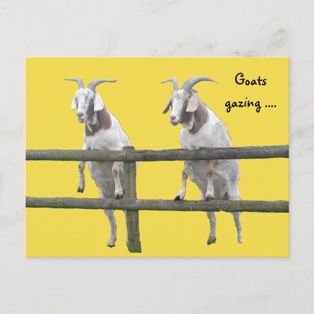 Carte Postale Deux chèvres regardant par-dessus la clôture (Devant)