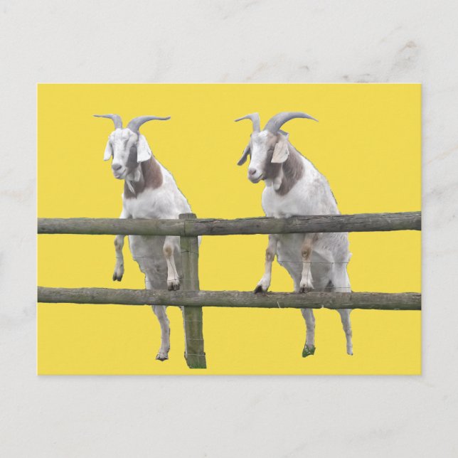 Carte Postale Deux chèvres regardent la clôture (Devant)