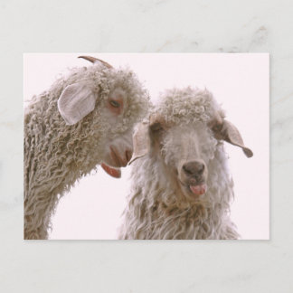 Carte Postale Deux chèvres stupides