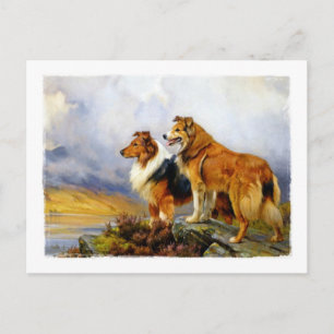 Carte Postale Deux Chiens Collie au-dessus d'un lac