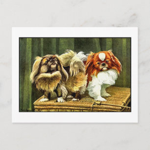 Carte Postale Deux Chiens Pekingese