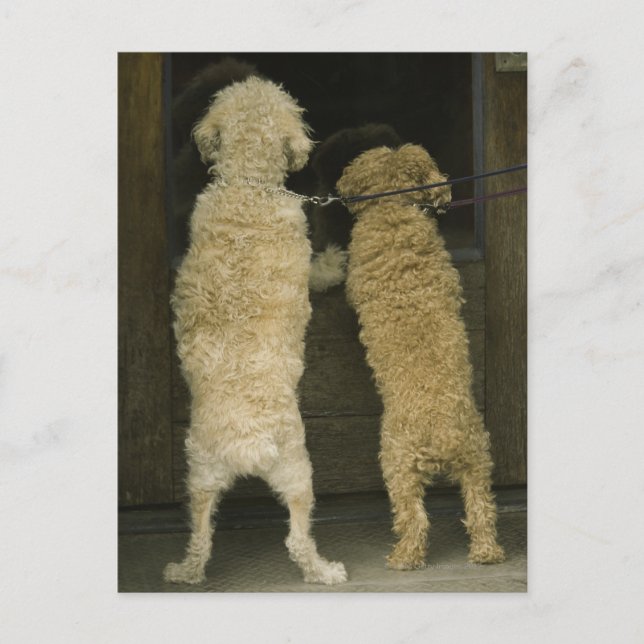Carte Postale Deux chiens regardant par la fenêtre de la porte,  (Devant)