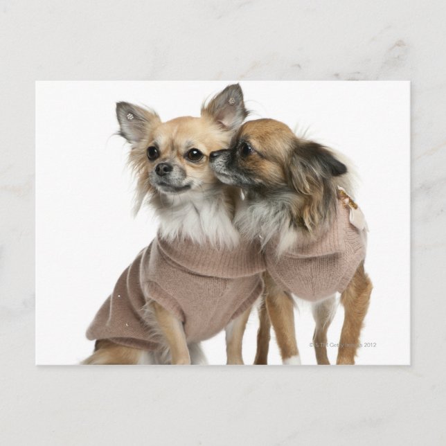 Carte Postale Deux Chihuahuas habillés (2 ans) (Devant)