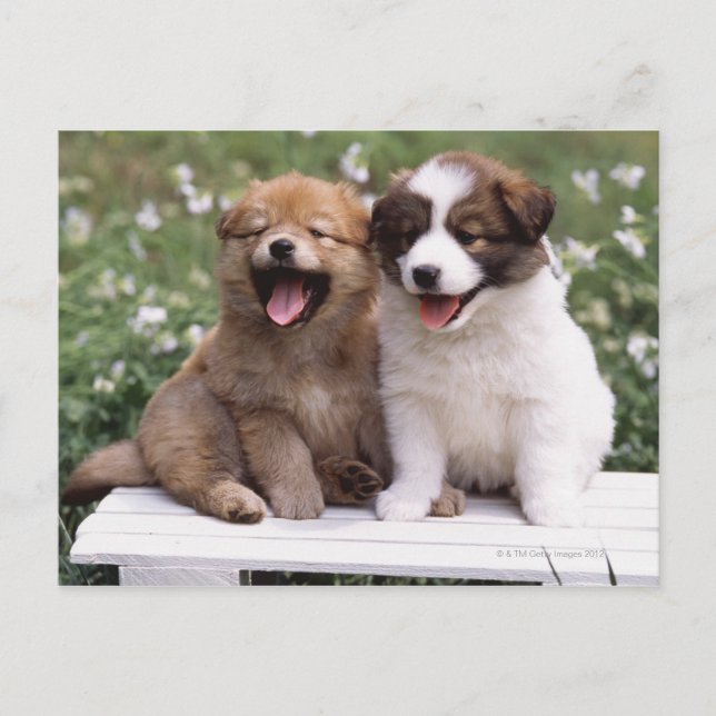 Carte Postale Deux chiots assis ensemble (Devant)
