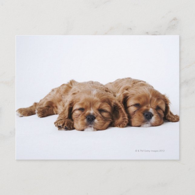Carte Postale Deux chiots Cavalier King Charles Spaniel (Devant)