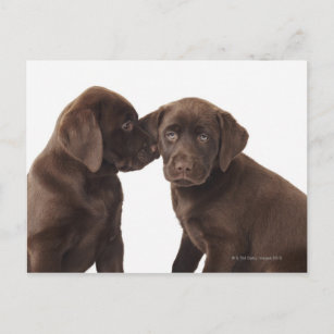 Cartes Postales Chiot Labrador Chocolat Originales Zazzle Fr