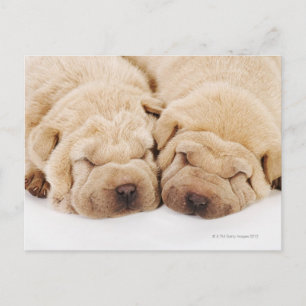 Carte Postale Deux chiots Shar Pei dorment